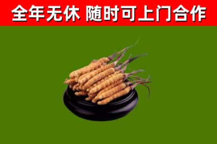 芦淞回收散虫草